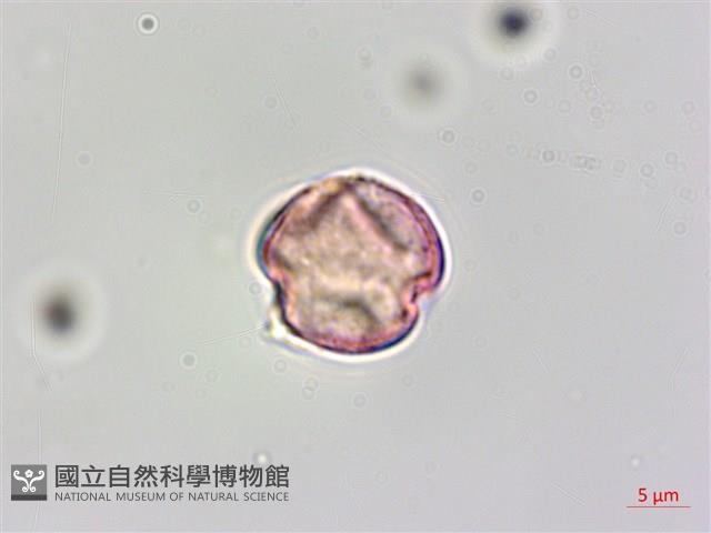 蘭嶼山柑藏品圖，第3張