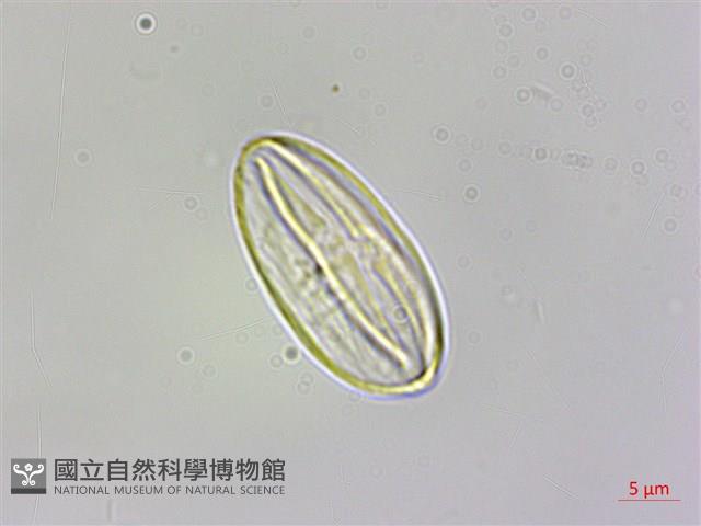 武威山秋海棠藏品圖，第3張