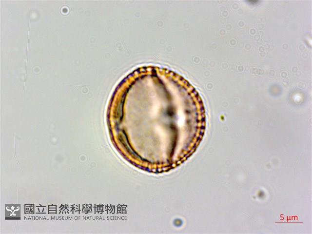 白飯樹藏品圖，第2張