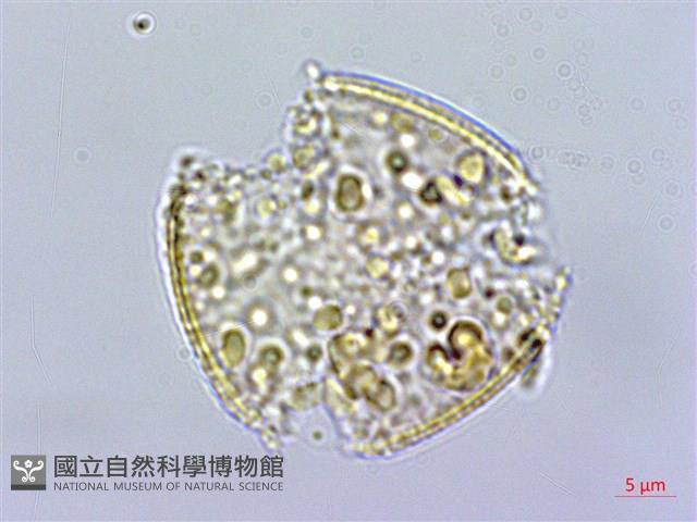 小木通藏品圖，第2張