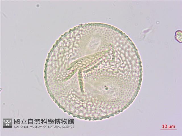 山珠豆藏品圖，第2張