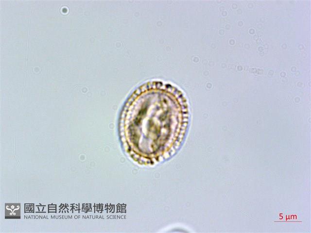 呂宋水錦樹藏品圖，第2張