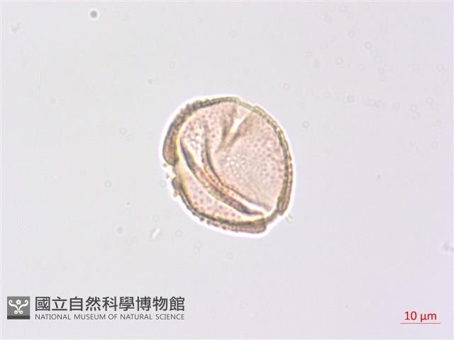 山香圓藏品圖，第2張