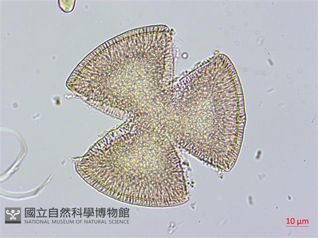 盒果藤藏品圖，第3張