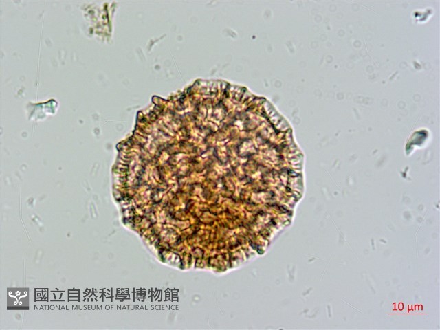 蠶繭草藏品圖，第2張