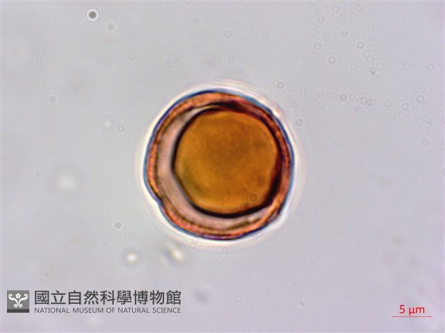 厚殼樹藏品圖，第2張