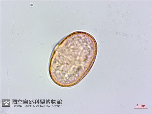 蘶山茴芹藏品圖，第2張