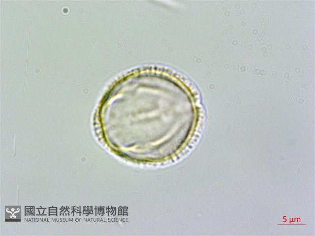 呂宋莢迷藏品圖，第3張