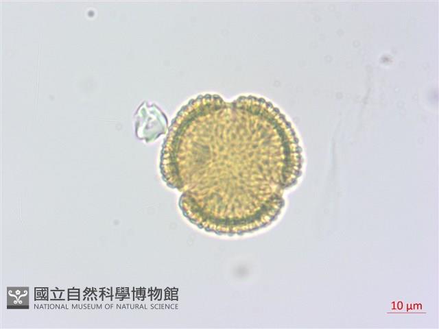 蘇聯補血草藏品圖，第2張