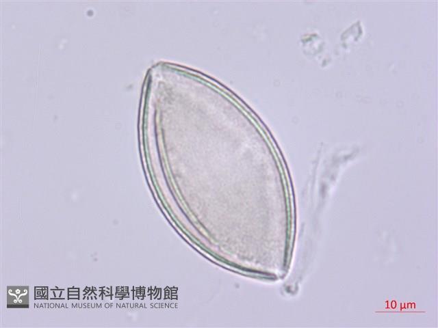 山寶鐸花藏品圖，第2張