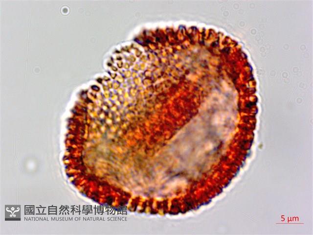 白樹仔藏品圖，第2張