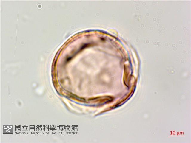 田菁藏品圖，第2張