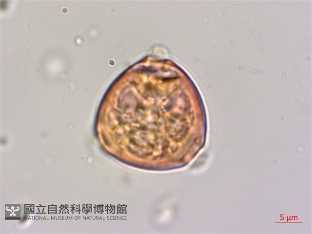 小葉黃鱔藤藏品圖，第3張