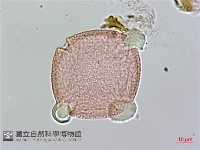 琉球雞屎樹藏品圖，第2張