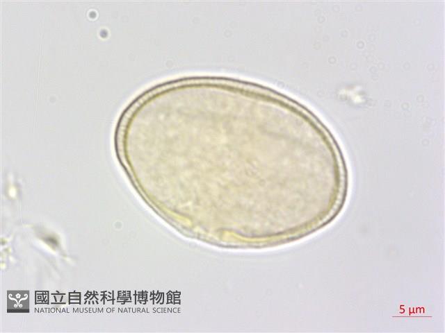 中華水芹藏品圖，第2張