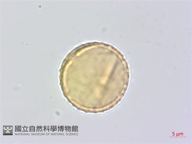 蘭嶼蘋婆藏品圖，第3張