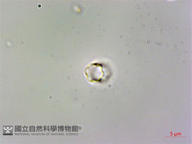 野勿忘草藏品圖，第3張