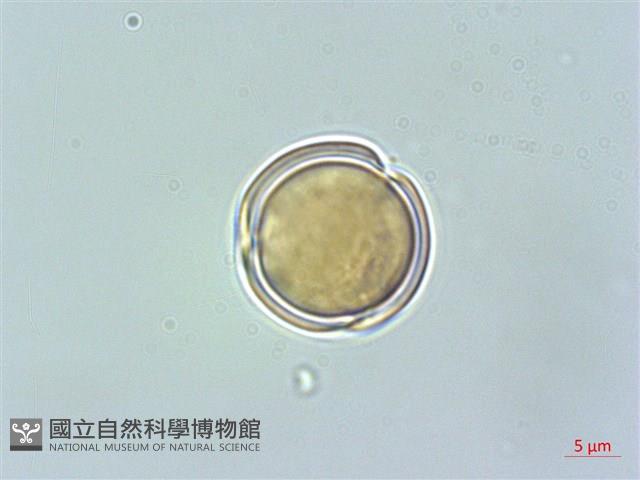 高山馬先蒿藏品圖，第2張