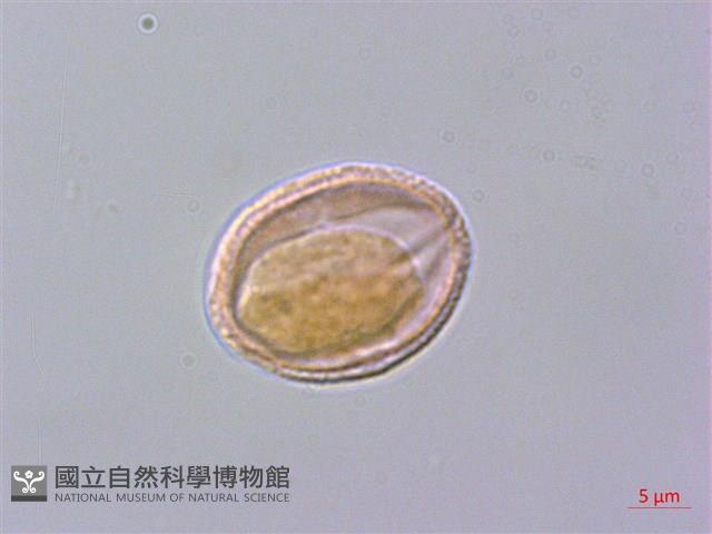 檸檬清風藤藏品圖，第2張