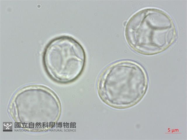 長葉水麻藏品圖，第2張