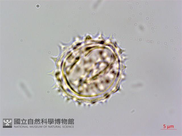 北美一枝黃花藏品圖，第2張