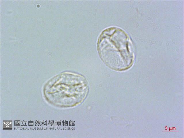 長柄冷水麻藏品圖，第2張