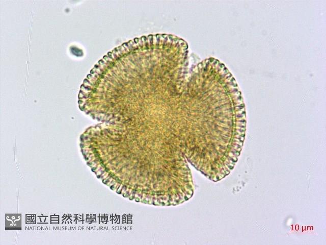 石蓯蓉藏品圖，第2張