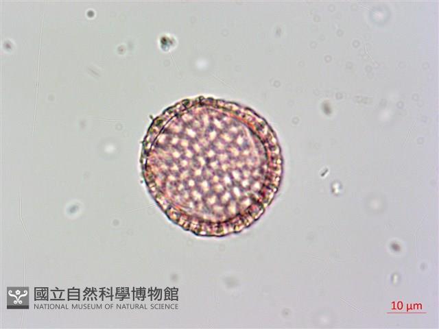 日本女貞、琉球女貞藏品圖，第2張