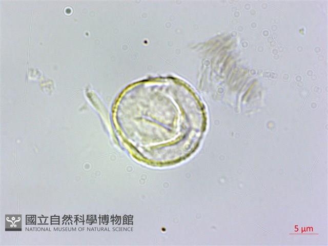 毛瓣蝴蝶木藏品圖，第3張