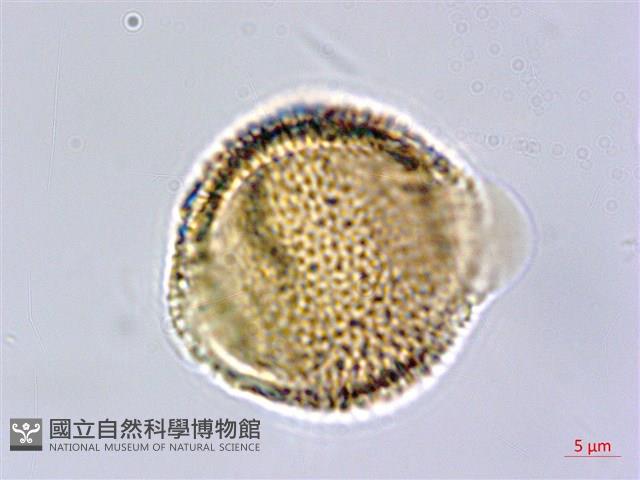 雷公藤藏品圖，第2張