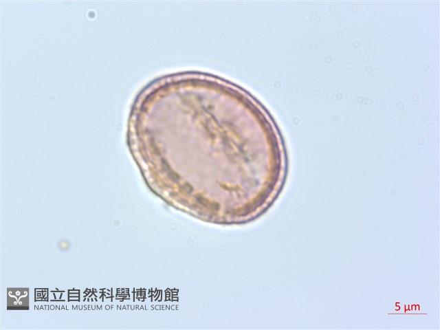 柱果鐵線蓮藏品圖，第2張