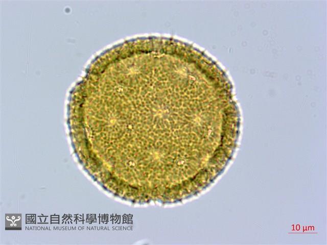 黃細心藏品圖，第2張