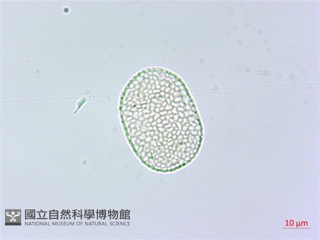 黃花鳳仙花藏品圖，第3張