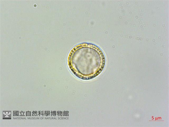 蓬萊藤藏品圖，第2張