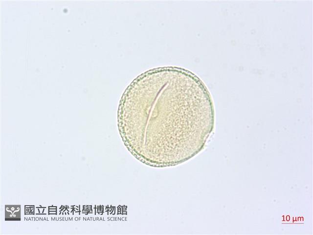 漢氏山葡萄藏品圖，第3張