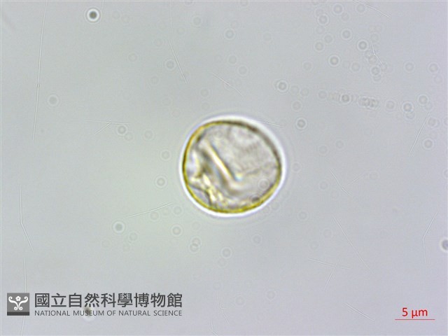 苧麻藏品圖，第2張