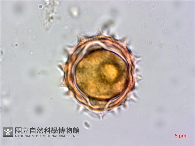 柔毛艾納香藏品圖，第3張