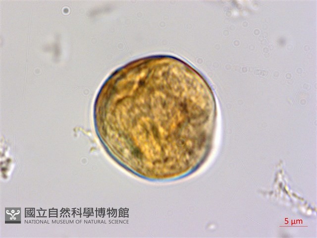 枳椇藏品圖，第2張