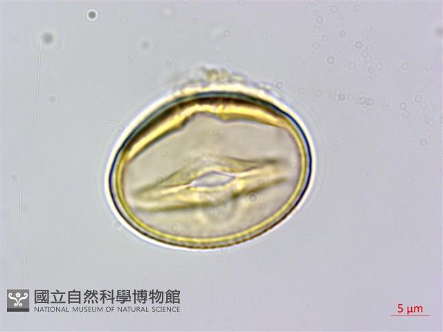 菽草藏品圖，第2張