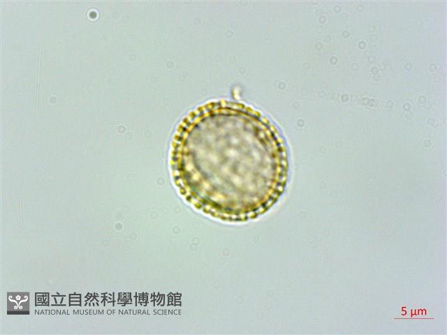 臺灣土防己藏品圖，第2張