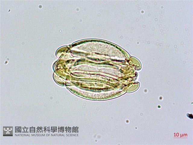 棋盤腳樹藏品圖，第2張
