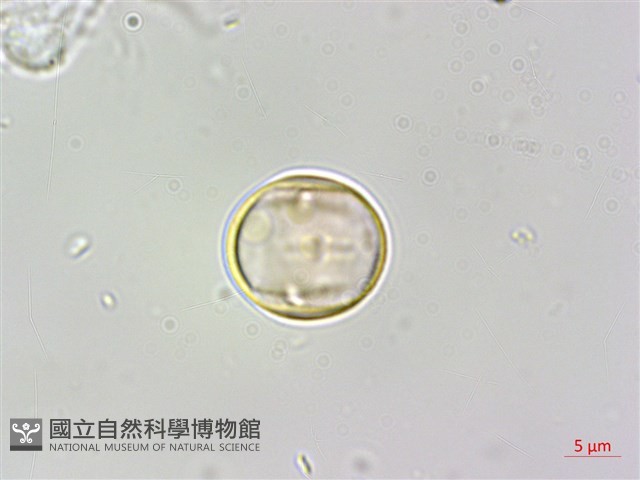 蘭嶼樹蘭藏品圖，第3張