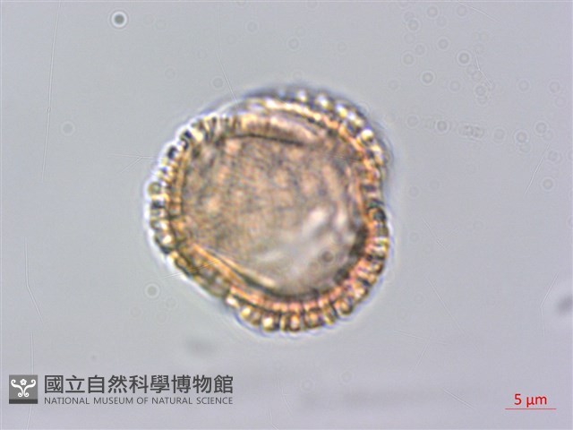 草野氏冬青藏品圖，第3張