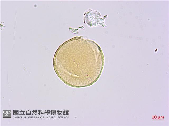 糙毛假地豆藏品圖，第2張