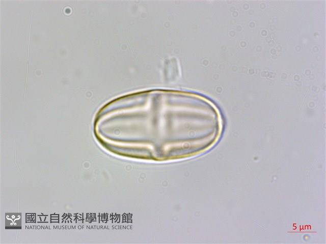 岩生秋海棠藏品圖，第2張