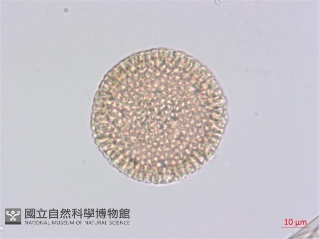 夏香藏品圖，第2張