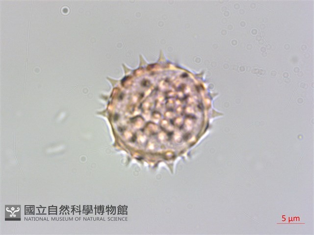粘毛假蓬藏品圖，第3張