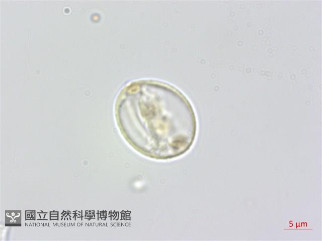 蟲蟻麻藏品圖，第2張