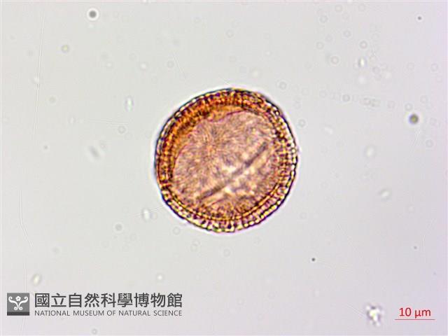 猩猩草藏品圖，第3張