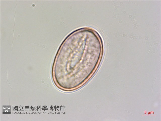 登錄號:S074975藏品圖，第2張